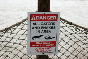 Alligator Warning at Disney's Ft. Wilderness