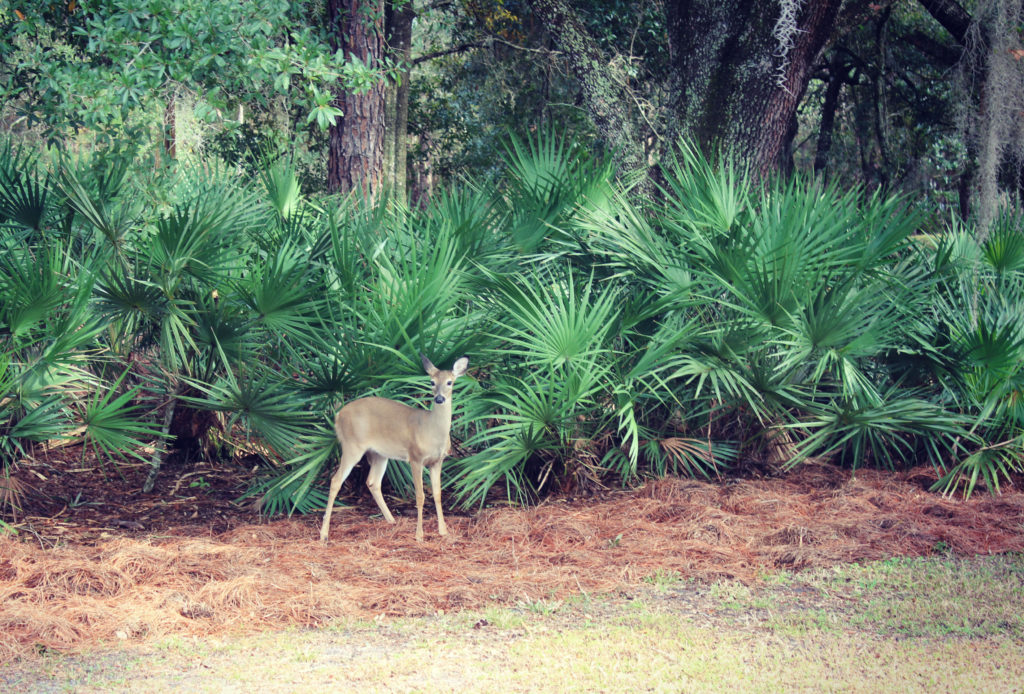 A common site at Fort Wilderness