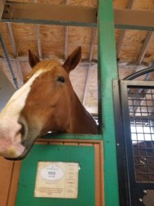 disney horse barn