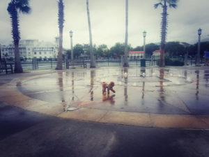 maltipoo in celebration, florida