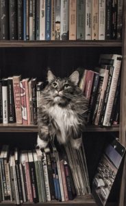 catbookstore