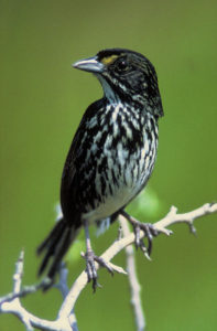 Duskey Seaside Sparrow (Credit: U.S. Fish and W