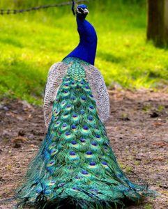 fort wilderness peacock