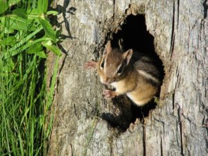 chipmunk