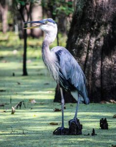 blue heron fort wilderness