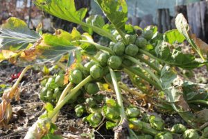 brusselsprout on stem