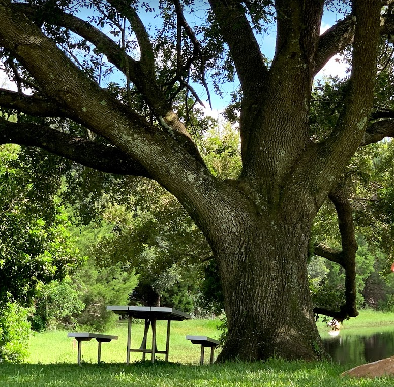 Picnic River Fort Wilderness