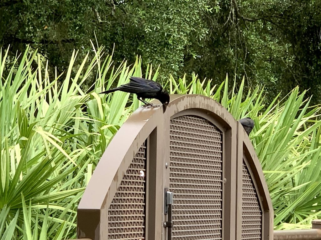 Fort Wilderness Meadows Pool Gate