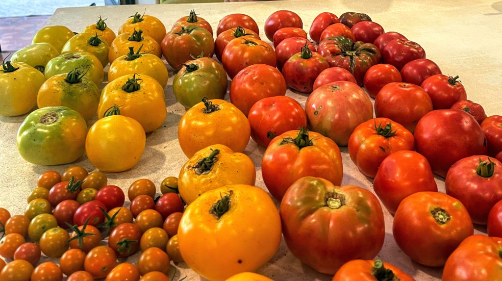 summer tomatoes