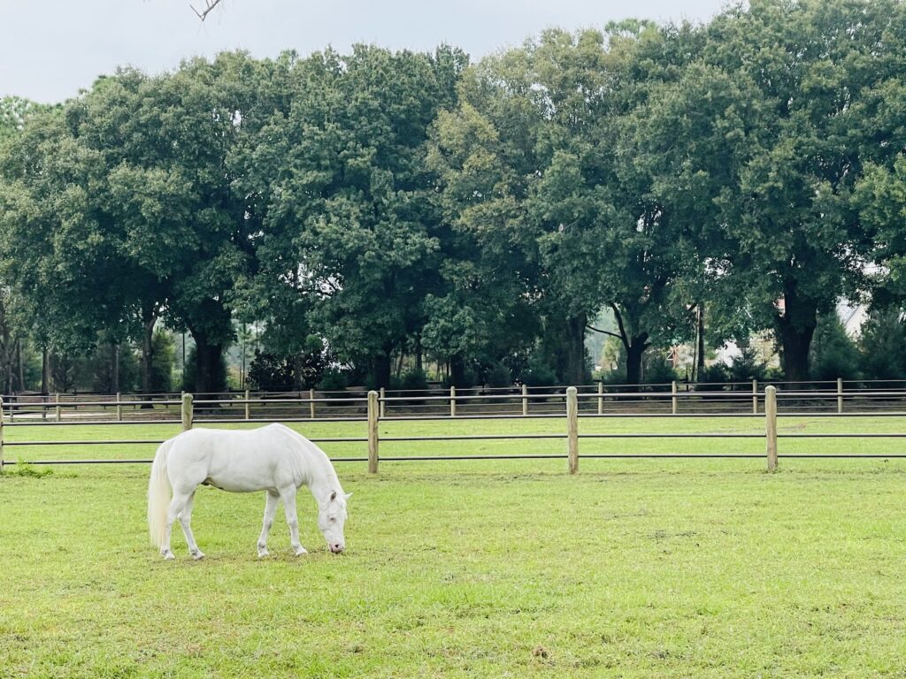 cinderella pony